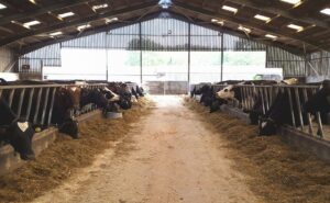 cows in farm shed