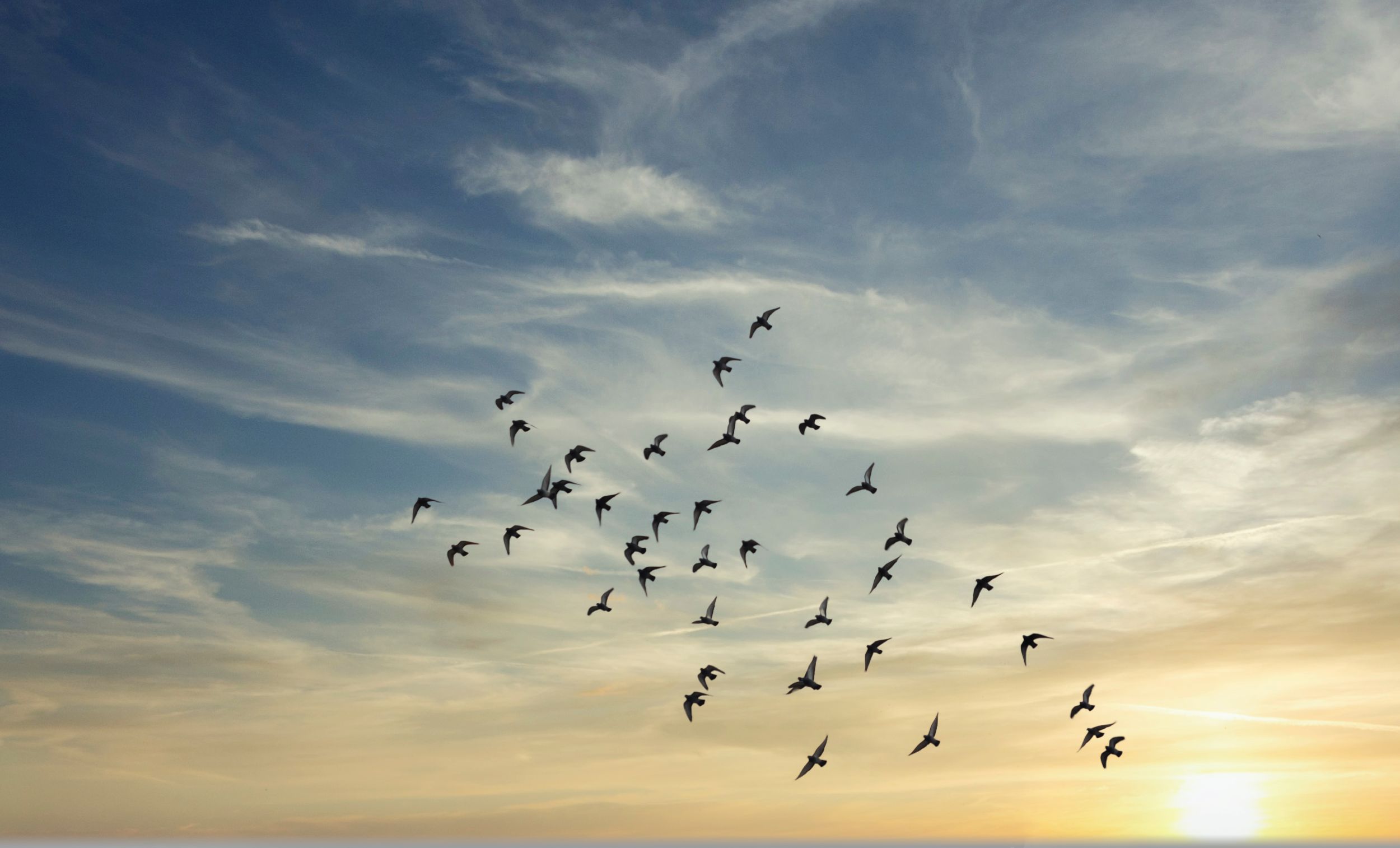 Birds flying at sunset