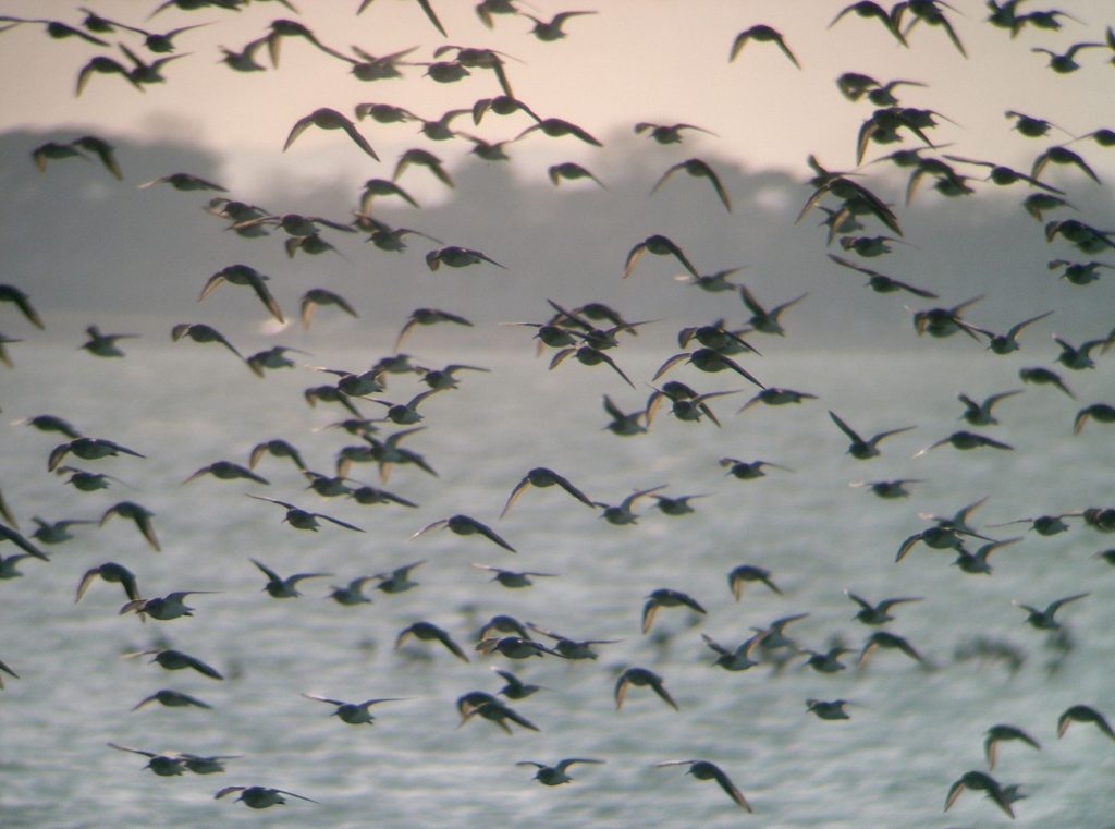 Wildlife watch – understanding our bird life at Woodhorn