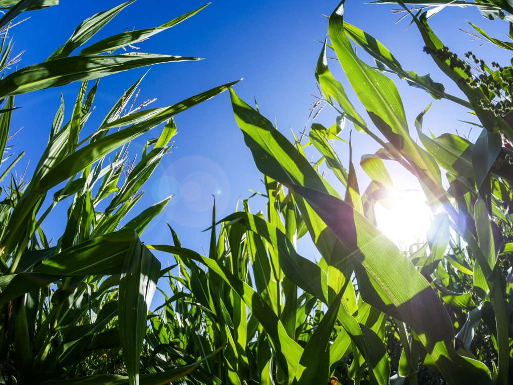 Grown for good: our organic crops