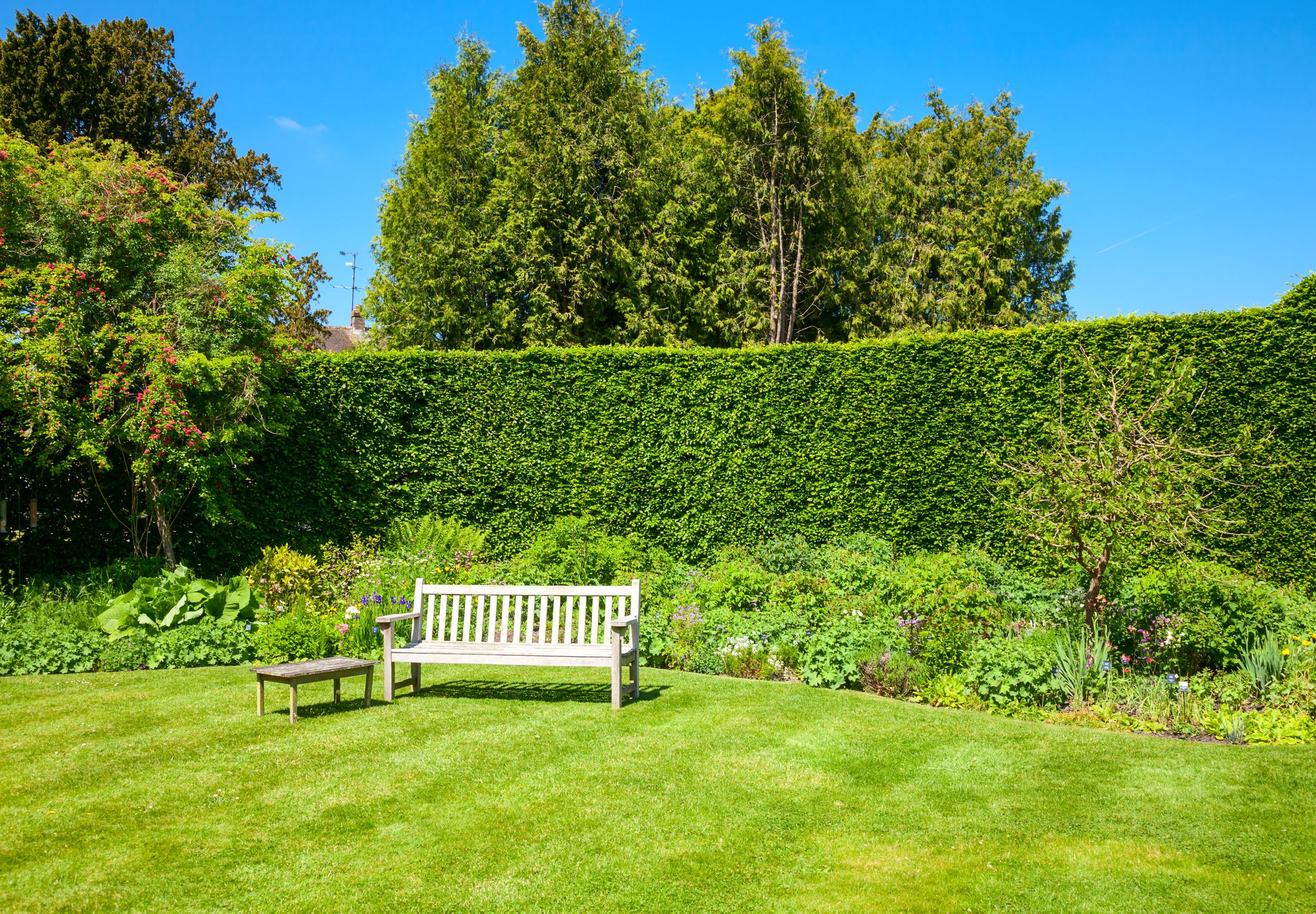 Lawn and Bench